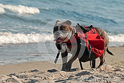 Dog backpack ....Old English Bulldog carry bags on their back Stock Photo
