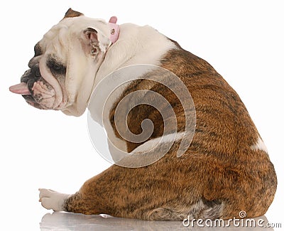 Dog with bad attitude Stock Photo