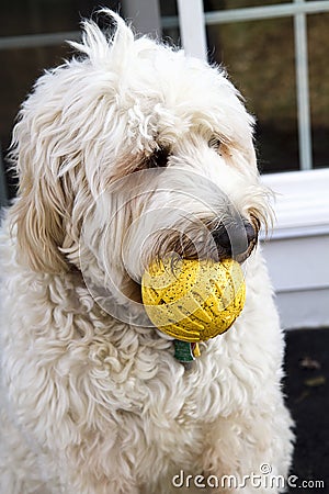 Dog with Ball in Mouth Stock Photo