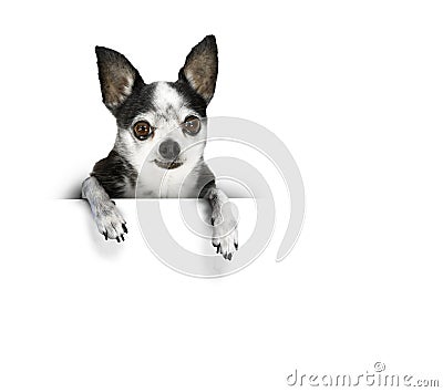 Dog banner Stock Photo