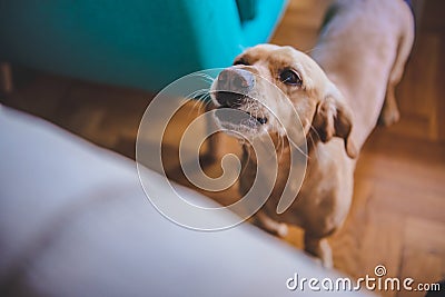 Dog barking at home Stock Photo