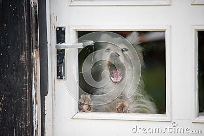 The dog barks behind the glass door in the house Stock Photo