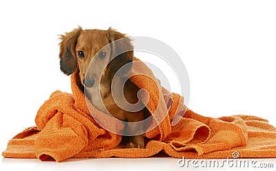 Dog bath Stock Photo