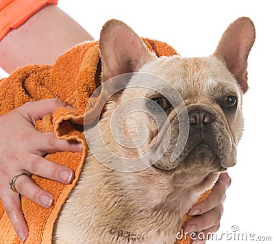 Dog bath Stock Photo