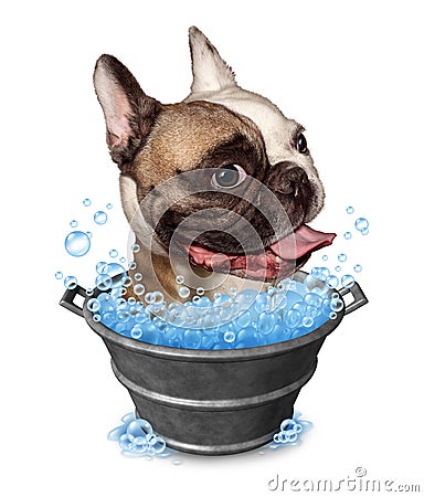 Dog Bath Stock Photo