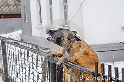 dog baying in the backyard, protecting his home Stock Photo