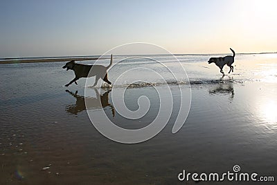 Dog On Beach Stock Photo