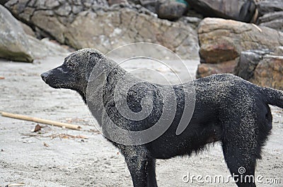 Dog on Beach Stock Photo