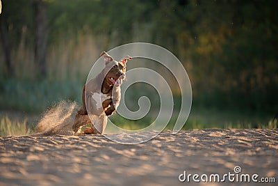 dog on the beach. Active pit bull terrier runs on the background of the sea Stock Photo