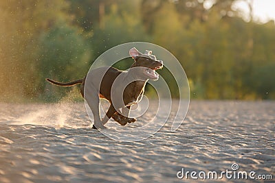 dog on the beach. Active pit bull terrier runs on the background of the sea Stock Photo