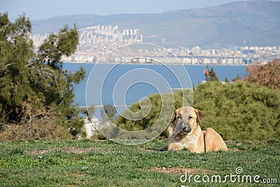 Dog on the beach Stock Photo