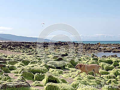 Dog on the beach with rocks and green seaweed Stock Photo