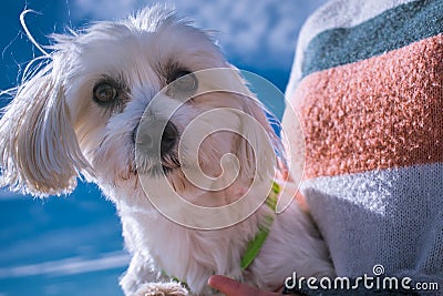 Dog on the beach. White Maltese Dog Closeup. Happy dog Looking in Camera Domestic, pedigreed Stock Photo