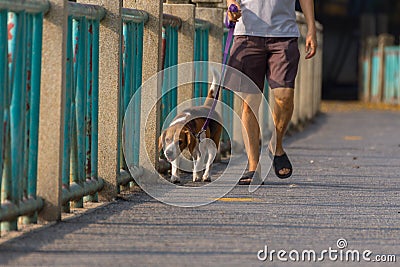 Dog beagle breed Stock Photo
