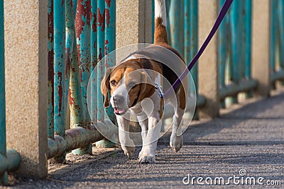 Dog beagle breed Stock Photo