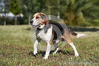 Dog beagle breed standing. Group 6 FCI. Hound Stock Photo