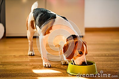 Dog beagle eating canned food from bowl in bright interior Stock Photo