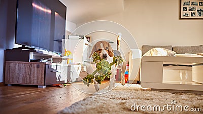 Dog beagle fetching a green rope indoors Stock Photo