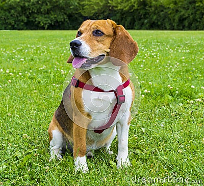 Dog beagle on green grass . closeup Beagle. Beagle dogs, portrait Stock Photo