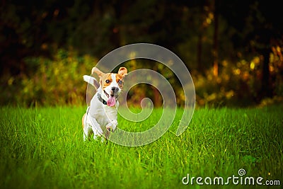 Dog having fun running towards camera with tongue out towards camera in summer day on meadow field Stock Photo