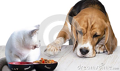 Dog beagle looks and wants to pick up cat food Stock Photo