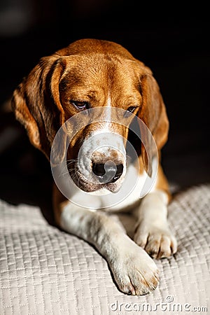 Dog Beagle obediently lies Stock Photo