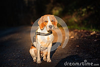 Dog beagle stands on path i forest portrait on left Stock Photo