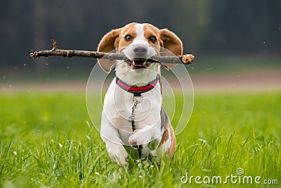 Beagle dog in a field runs with a stick Stock Photo