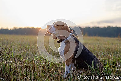 Beagle dog on a walk early in the morning Stock Photo