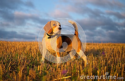 Beagle dog on a walk early in the morning Stock Photo