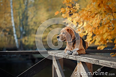 Dog Beagle walking in autumn park Stock Photo