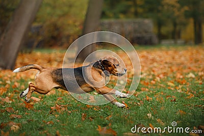 Dog Beagle walking in autumn park Stock Photo