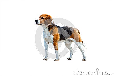 Dog beagle on a white Stock Photo