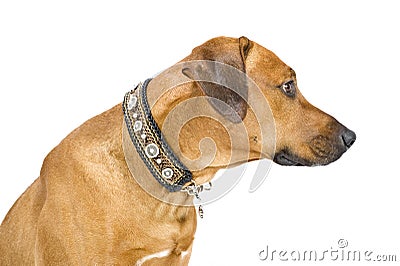 Dog with beautiful handmade dog collars Stock Photo