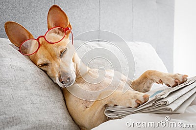 Dog in bed with newspaper Stock Photo