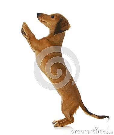 Dog begging Stock Photo