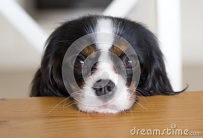 Dog begging for food Stock Photo