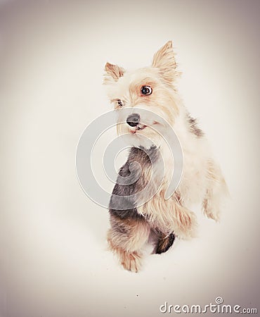 Dog begging pardon Stock Photo