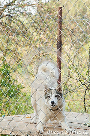 The dog behind the fence in the booth Stock Photo