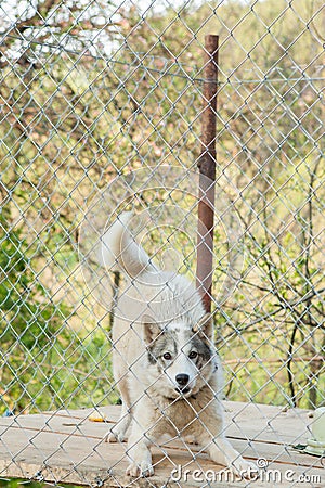 The dog behind the fence in the booth Stock Photo