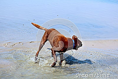 A dog being attacked by horseflies by the water Stock Photo