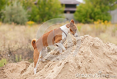 dog being in hunting stage while searching small rodents and digging them in big pile of sand Stock Photo