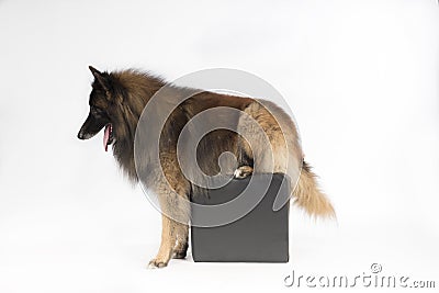 Dog, Belgian Shepherd Tervuren, sitting on pouf, white background Stock Photo