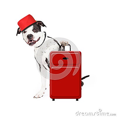 Dog Bellhop With Suitcase Stock Photo