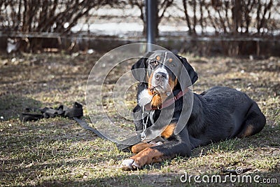 Dog Stock Photo