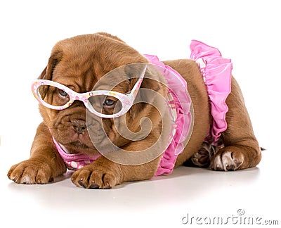 dog-bikini-dogue-de-bordeaux-wearing-pink-glasses-40415439.jpg