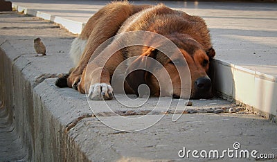 Dog birds sadness Stock Photo