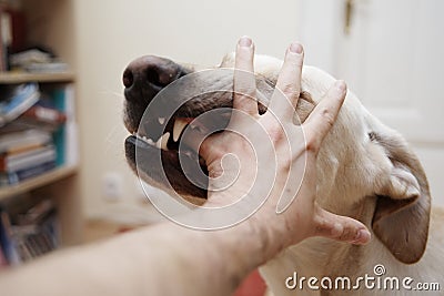 Dog bite Stock Photo