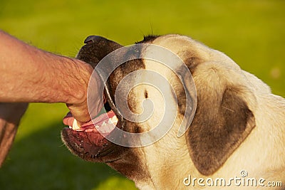 Dog bite Stock Photo