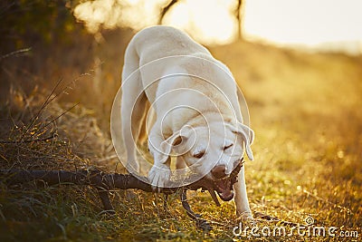 Dog is biting stick in grass Stock Photo